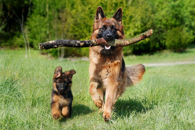 tactical-dog-vest-640x480-52654671.jpeg