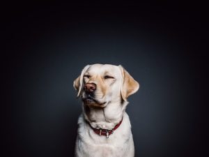 Tactical Dog Vests: Choosing MOLLE Compatibility for Optimal Gear Integration