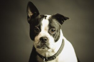 MOLLE Compatibility: Enhancing Tactical Dog Vest Functionality and Security