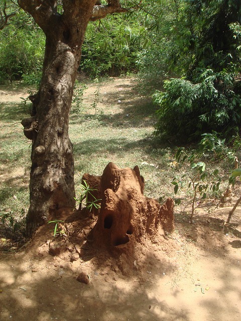 termite inspection