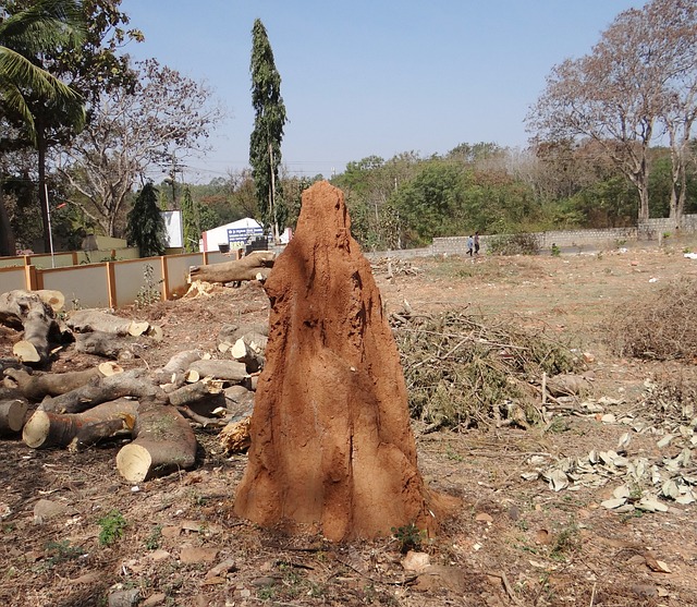 termite inspection