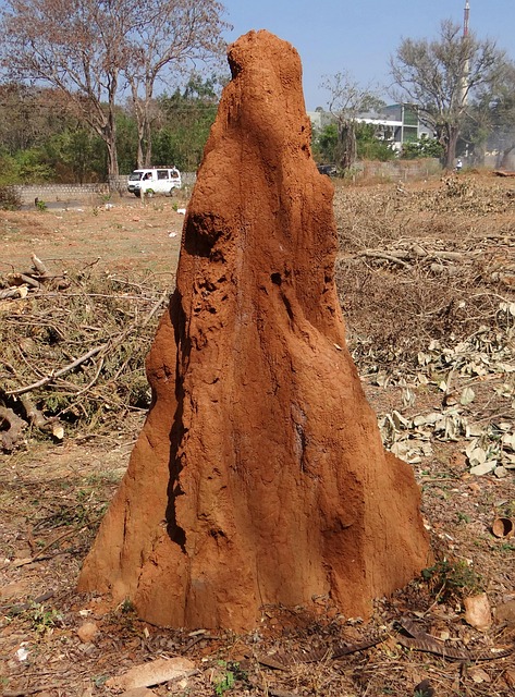 termite inspection