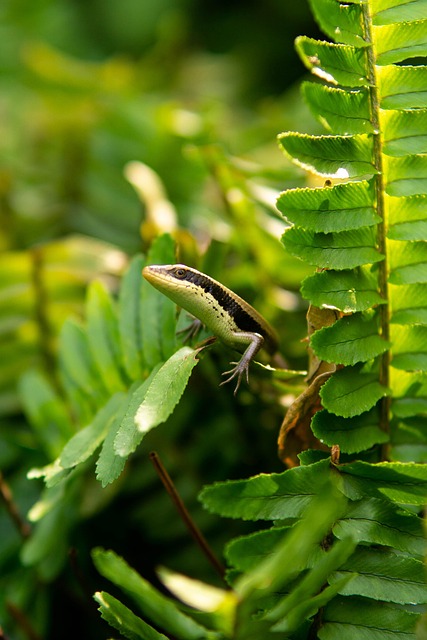 Termite Treatment