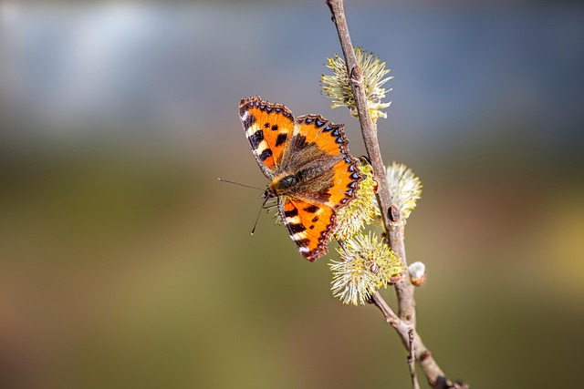 Wildlife Pest Control