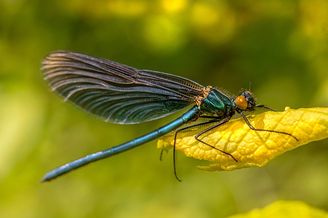 Wildlife Pest Control