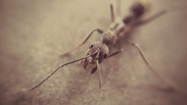Wildlife Pest Control