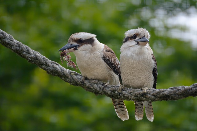 Wildlife Pest Control