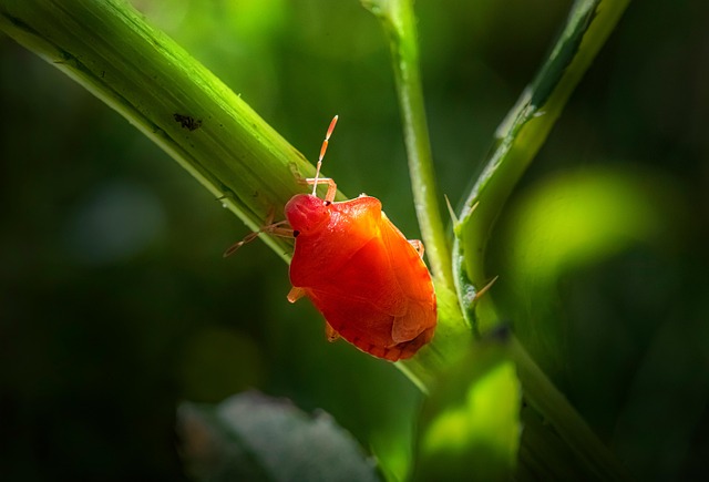 Wildlife Pest Control