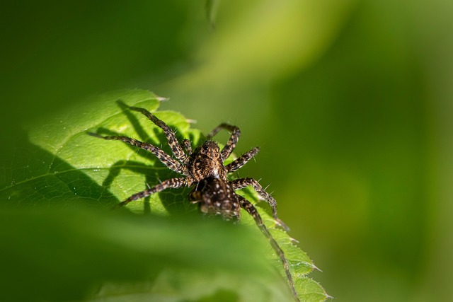 Wildlife Pest Control
