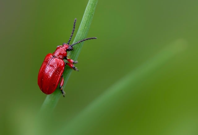 Wildlife Pest Control