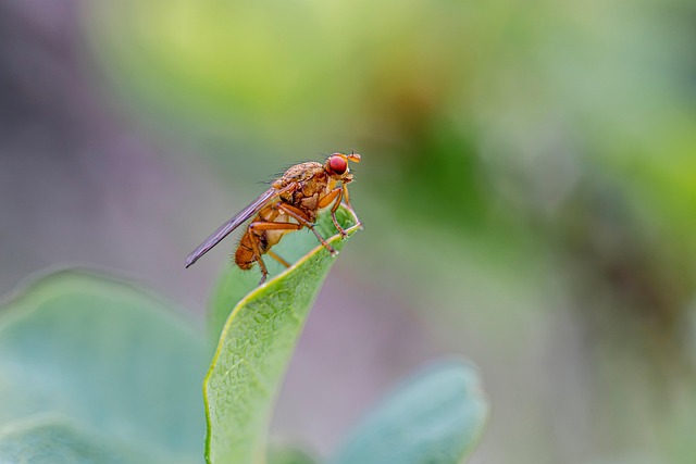 Wildlife Pest Control