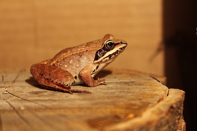 Wildlife Removal