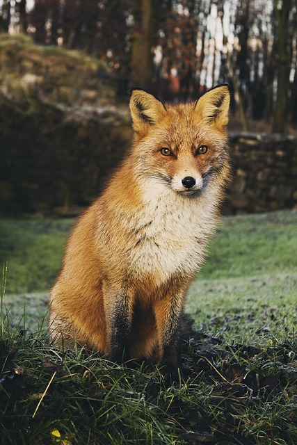 wildlife-removal-640x480-4674710.jpeg