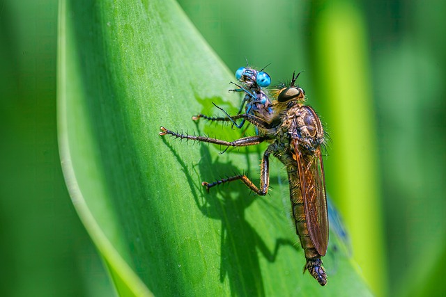 Wildlife Removal