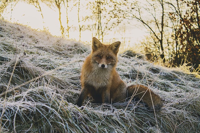 Wildlife Removal