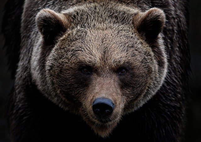 Wildlife Removal