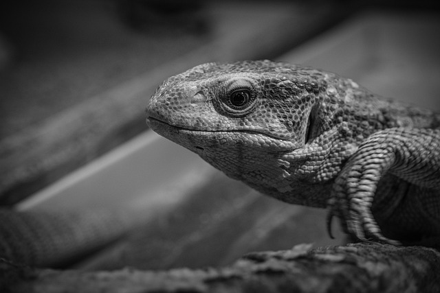 Wildlife Removal