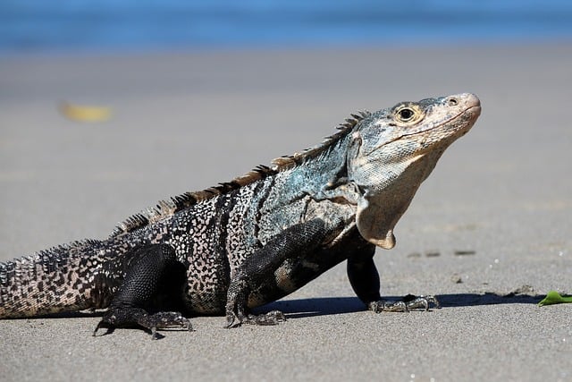 Wildlife Removal