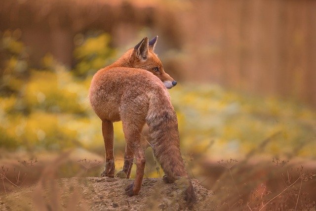 Wildlife Removal