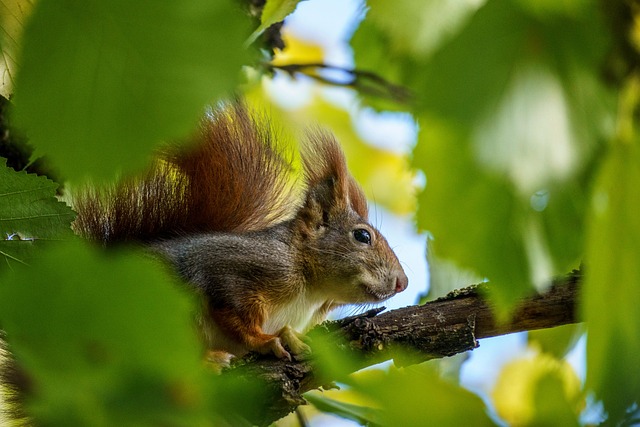 Wildlife Removal