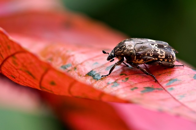 Wildlife Removal