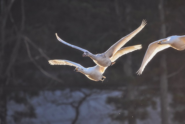 Wildlife Removal