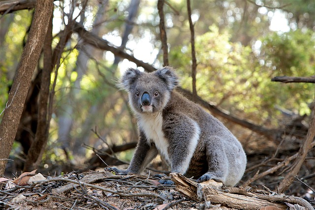 wildlife-removal-640x480-954805.jpeg