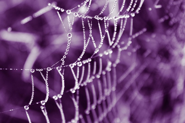 wordpress web design services