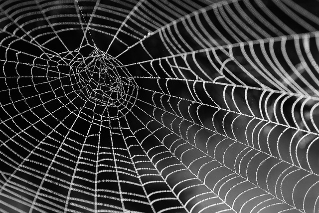 wordpress web design services