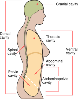 Abdominal CoolSculpting: Safe Body Contouring with Non-Invasive Technology
