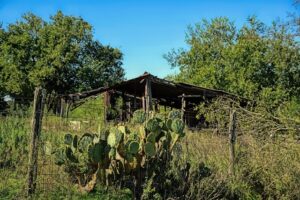 Unveiling Austin’s Best Acupuncture: Holistic Pain Relief & Natural Healing