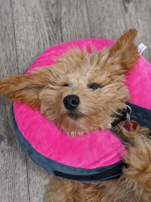 Discovering Holistic Relief: Top Acupuncture Clinics in Austin for Natural Wellness