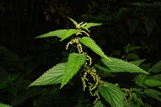 acupuncture for pain