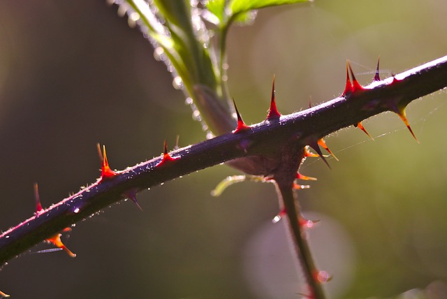 acupuncture for pain