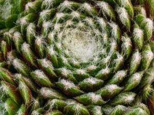 Round Rock Acupuncturist: Relieving Migraines, Stress, & Chronic Fatigue