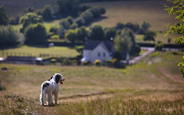 air conditioned dog house