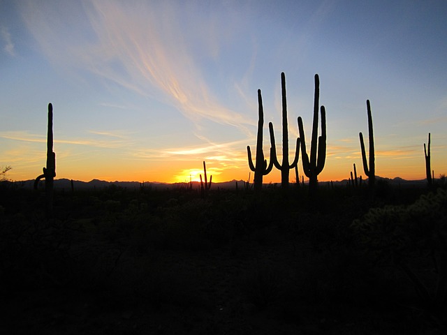 Arizona Combat gym