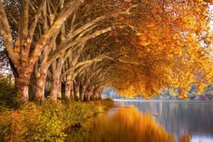 California Divorce Mediation: Structured Peaceful Resolutions for Complex Issues