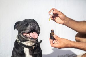 Discovering the Versatile World of Best CBD Edibles