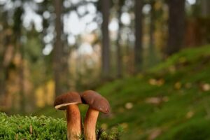 Unleashing Wellbeing with Non-Psychoactive CBD Edibles: Trends and Science