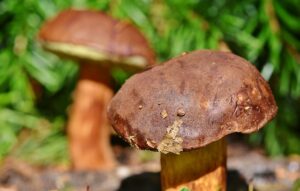 Unraveling Portable CBD Edibles: Trends, Benefits, and Top Brands