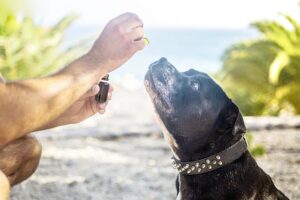 Unlocking Wellness: Navigating Non-Psychoactive CBD Edibles for Optimal Health
