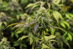 Unwinding with CBD Edibles: Finding Your Perfect Relaxation Routine