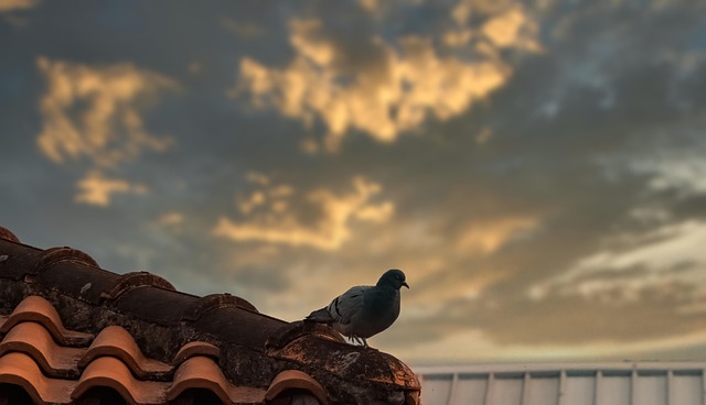 commercial roofing contractor