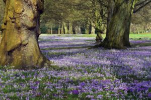 Revive Your Carpets: Natural Soft Shampooing by Citrus Bright