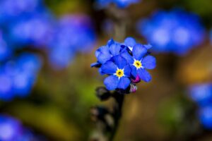 Delta-8 THC Near Me: Exploring Lesser Intensity for Relaxation and Safety