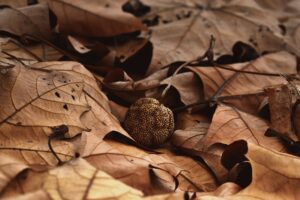 Counseling Chronic Depression: Effective Therapies for Long-Term Relief
