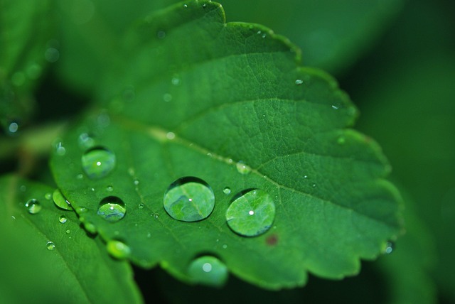 eco carpet cleaning Chandler
