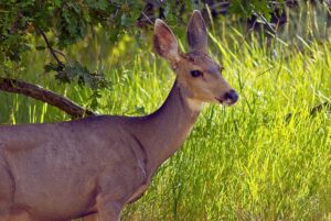 Boost Emotional Health in Mesa: Self-Esteem Therapy for Confident Living