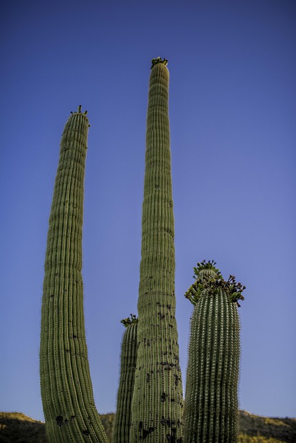 emotional health Scottsdale AZ
